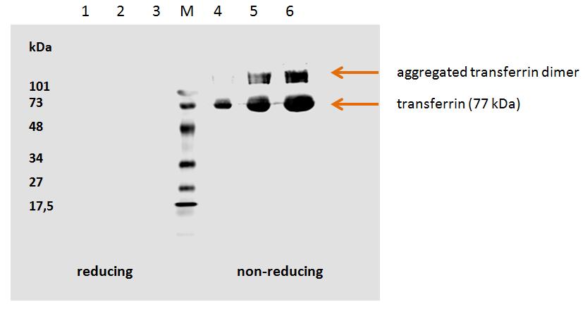 Transferrin antibody (OAEE00555) in Human transferrin using Western Blot