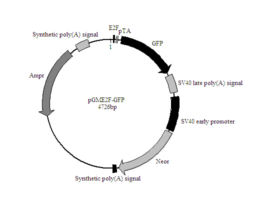 E2F-GFP报告基因质粒厂家现货