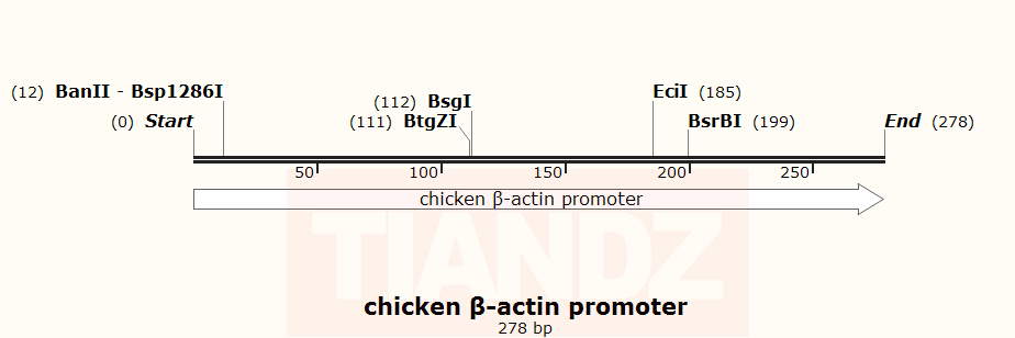 chicken β-actin promoter