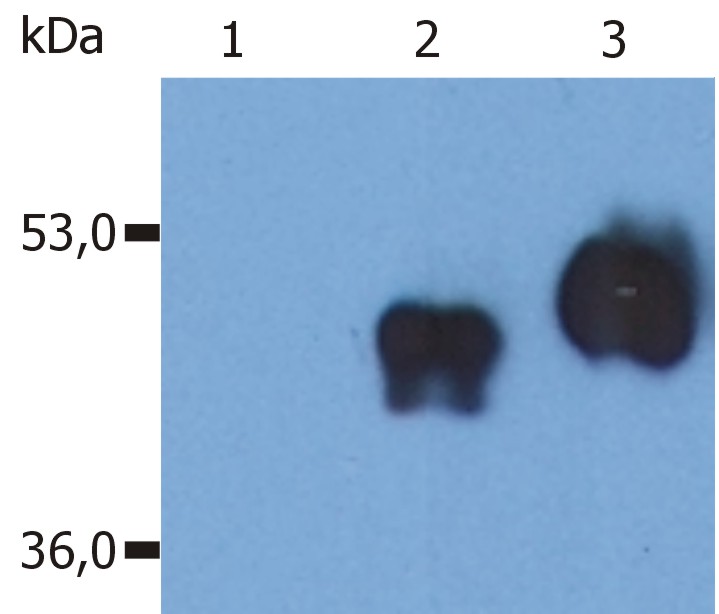 CD14 antibody (OAEE00080) in Human HEK293 using Western Blot