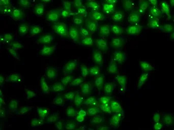 Muscleblind-like 1 antibody
