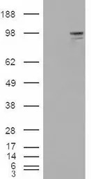 Neuroligin 3 antibody, Interna