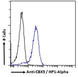 HP1 alpha antibody, Internal