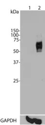 c-Fos antibody [2H2]
