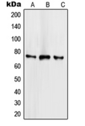 SCML2 antibody