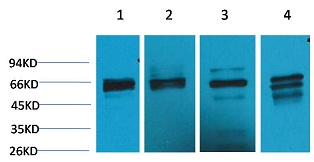 Beclin-1  Rabbit Polyclonal An