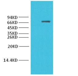 COX1/Cyclooxygenase 1 Rabbit