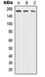 DNA Polymerase alpha 1 antibod