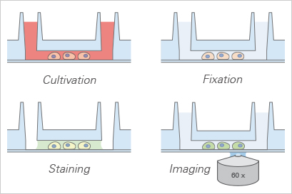 IBIDI易必迪µ-Slide VI 六通道培养载玻片（现货