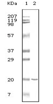 CD19 Antibody (OAAD00406) in E Coli using Western Blot