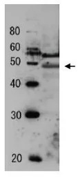 Tfg2 (S. cerevisiae) antibody