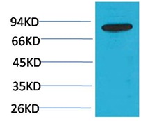 PI3 Kinase P85β Rabbit Polyclo