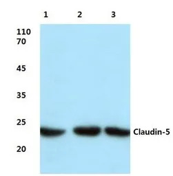 Claudin 5 antibody