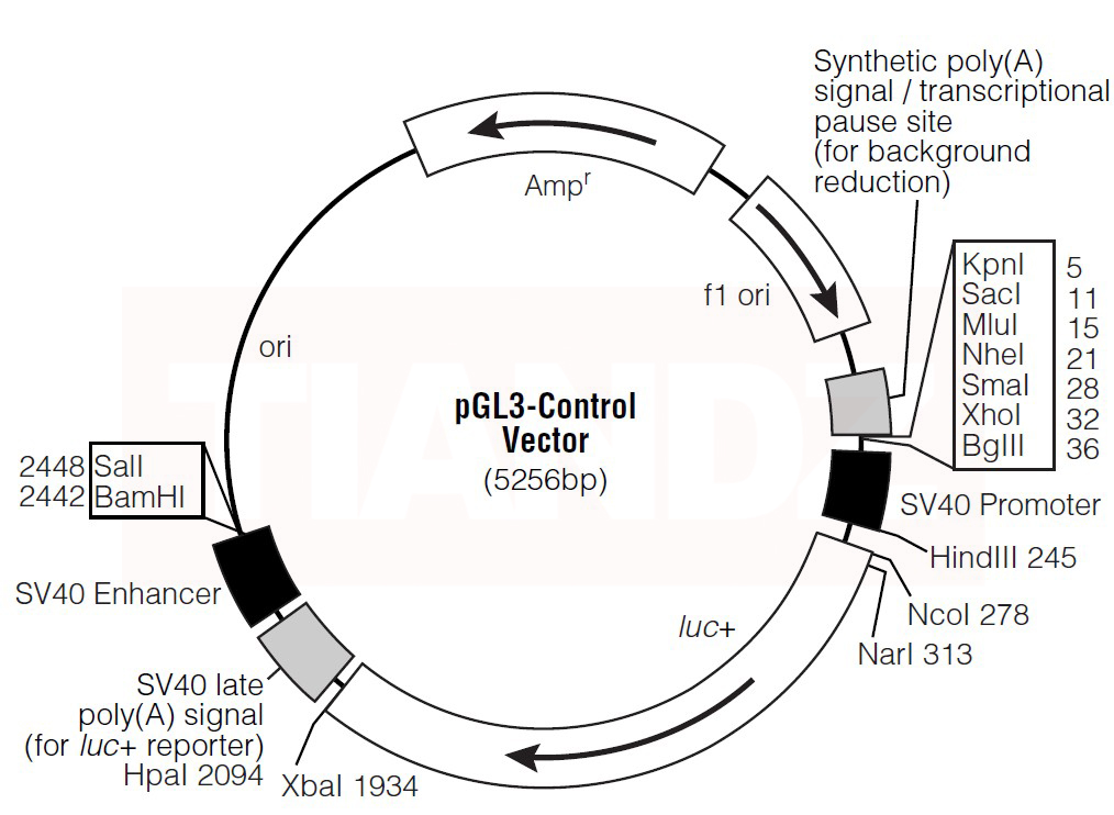 pGL-3.0- control