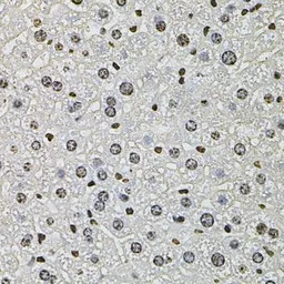 Histone H2A.Z antibody