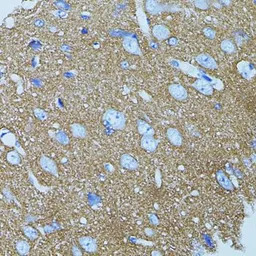 Syntaxin 1a antibody