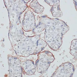 CD71 antibody