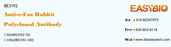 c-Fos Rabbit Polyclonal Antibo