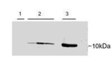 Parvalbumin antibody, C-term