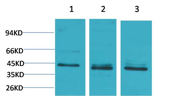 c-Jun Rabbit Polyclonal Antibo