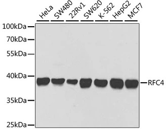 RFC4 antibody