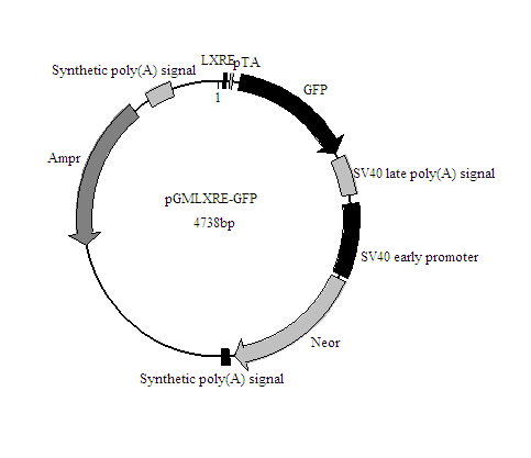 北京现货2×Long PCR Master Mix(含染料)