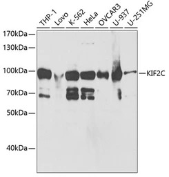 MCAK antibody