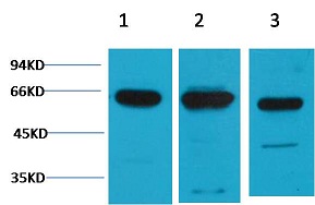 c-Fos Rabbit Polyclonal Antibo