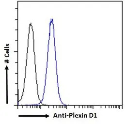 Plexin D1 antibody, Internal