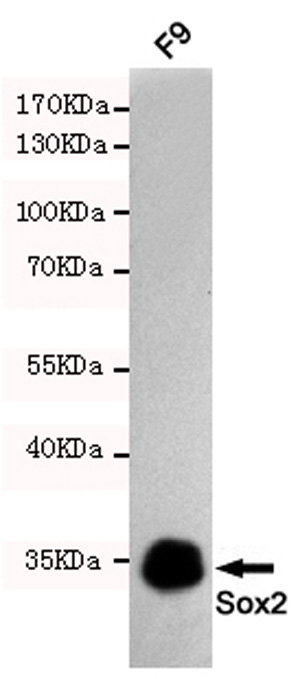 SOX2 Antibody (OAAB22145) in Mouse F9 Cells using Western Blot