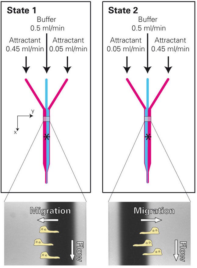 IBIDI易必迪µ-Slide 三合一通道培养载玻片
