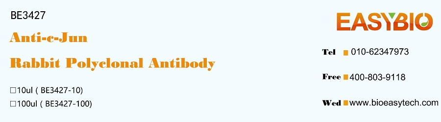 c-Jun Rabbit Polyclonal Antibo