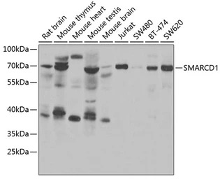 SMARCD1 antibody