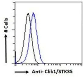 Clik1 / STK35 antibody, C-term
