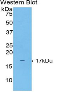 SOD1 Antibody (OACD00324) in Recombinant Bovine SOD1 using Western Blot