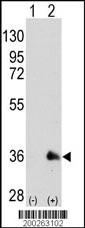 SOX2 Antibody (OAAB07021) in 293 using Western Blot