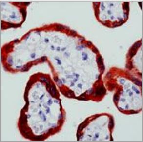 Mouse Anti-C-Abl Monoclonal Antibody(OAAI00281) in Human Placenta using Immunohistochemistry.