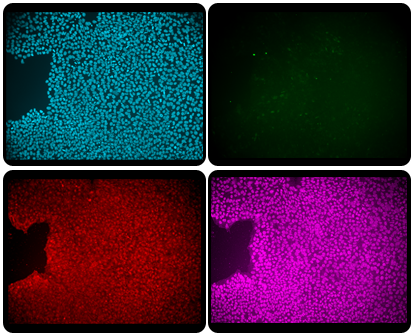 ES/iPS E8-like培养基