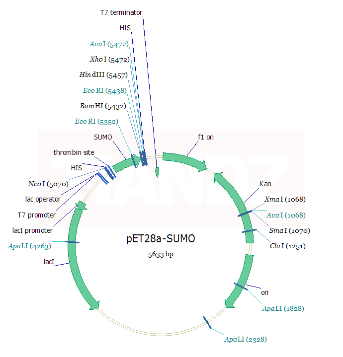 pET-28a-SUMO