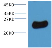 Plant GST Rabbit Polyclonal An