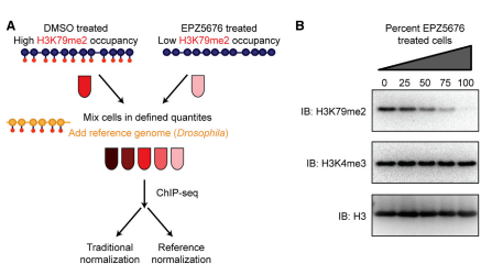 染色质免疫沉淀
