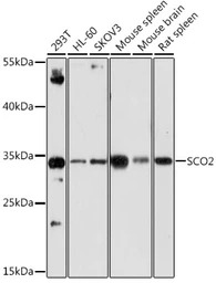 SCO2 antibody