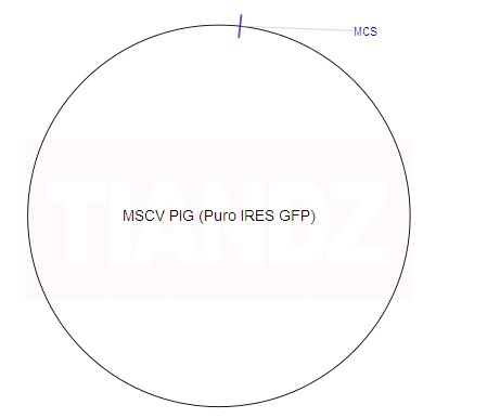 MSCV PIG (Puro IRES GFP)（MSCVP