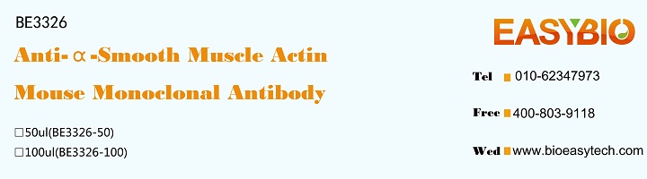 α-Smooth Muscle Actin Mouse Mo