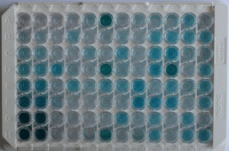 基质金属蛋白酶16(MMP16)检测试剂盒(酶联免疫吸附试验法)