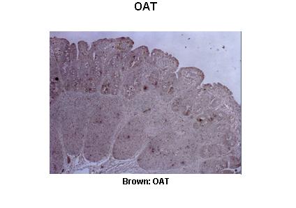 OAT antibody - C-terminal region (ARP48135_T100) in Pig ileum using Immunohistochemistry