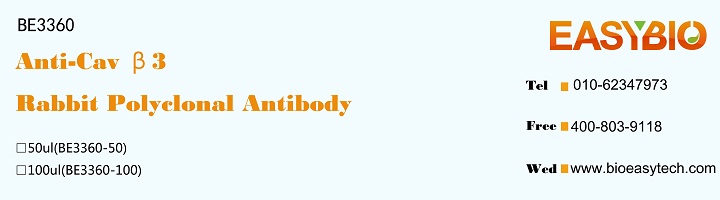 Cav β3 Rabbit Polyclonal Antib