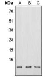 Neuromedin B antibody
