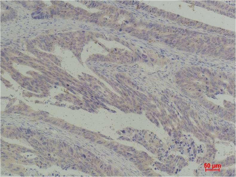 c-Jun Rabbit Polyclonal Antibo