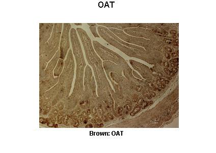 OAT antibody - C-terminal region (ARP48135_T100) in Pig duodenum using Immunohistochemistry
